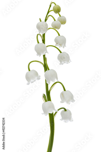 Obraz na płótnie White flowers of lily of the valley, lat. Convallaria majalis, isolated on white background w salonie