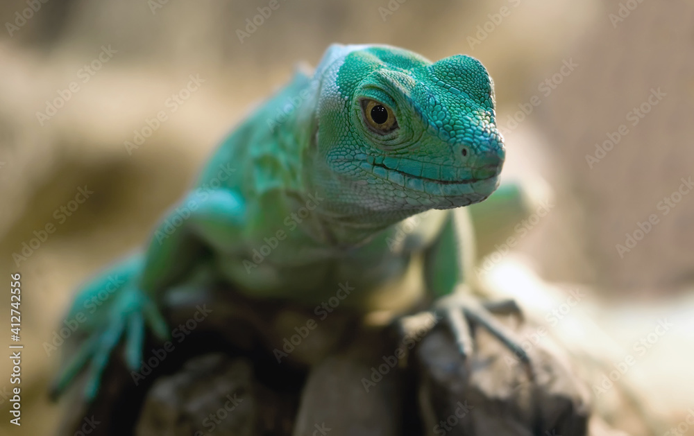 Obraz premium Green lizard