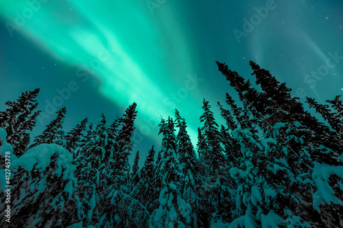 A stunning winter view of the northern lights, aurora borealis seen in northern Canada with snow covered trees and bright green sky, snowy landscape below. 