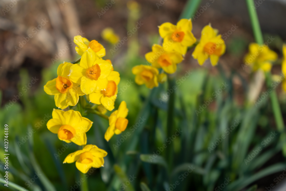 Fototapeta premium 道端に咲く水仙(スイセン)の黄色い花
