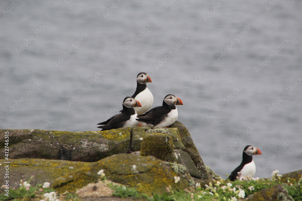 Common (Atlantic) Puffin, Isle of May, Firth of Forth, Scotland. Common (Atlantic) Puffin, Isle of May, Firth of Forth, Scotland.