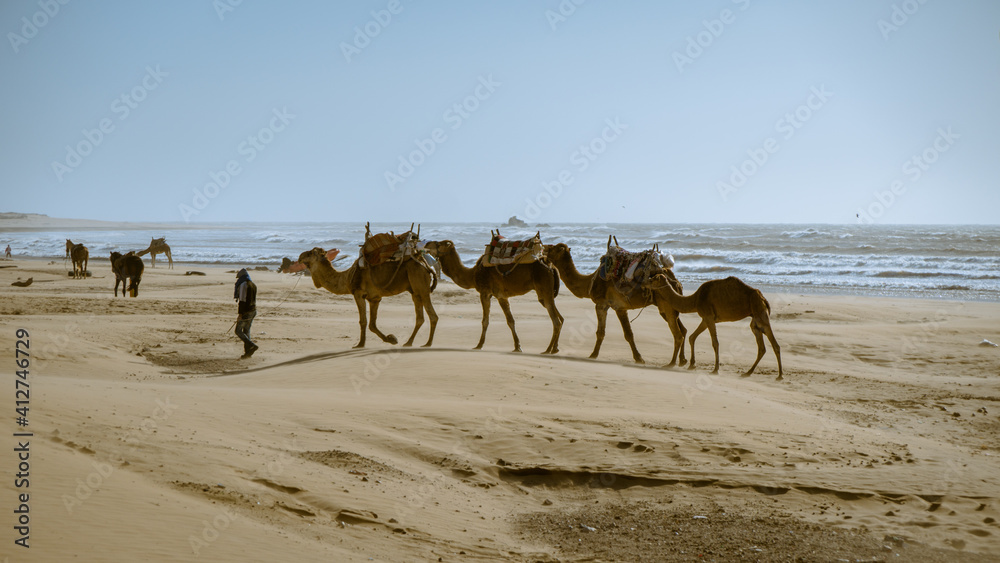 Camels on the ocean shore