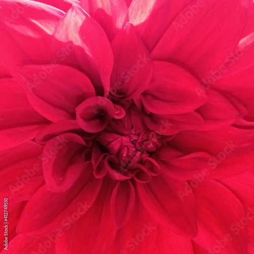 pink dahlia flower © AdrianaLucia