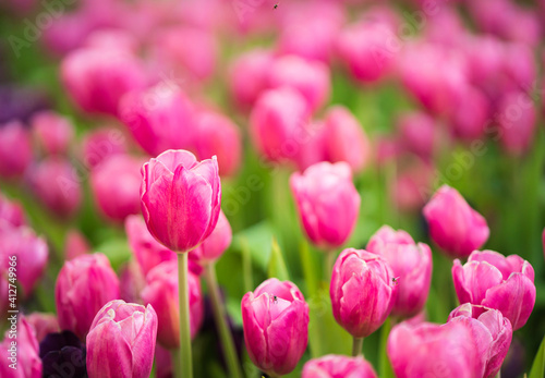 Pink tulips flowers blooming in garden