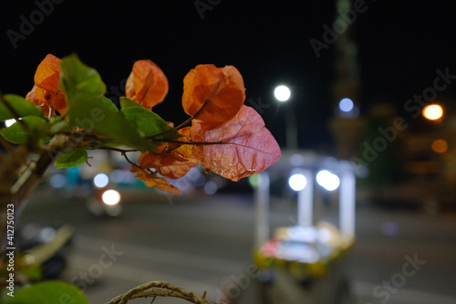 Photo of pink flowers up close