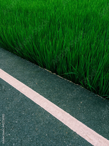 Green rice fields and black asphalt in a photo frame