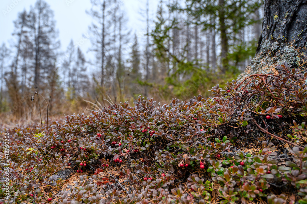 Wild taiga lingonberry. The plant is rich in various vitamins. Wild taiga lingonberry. The plant is rich in various vitamins.
