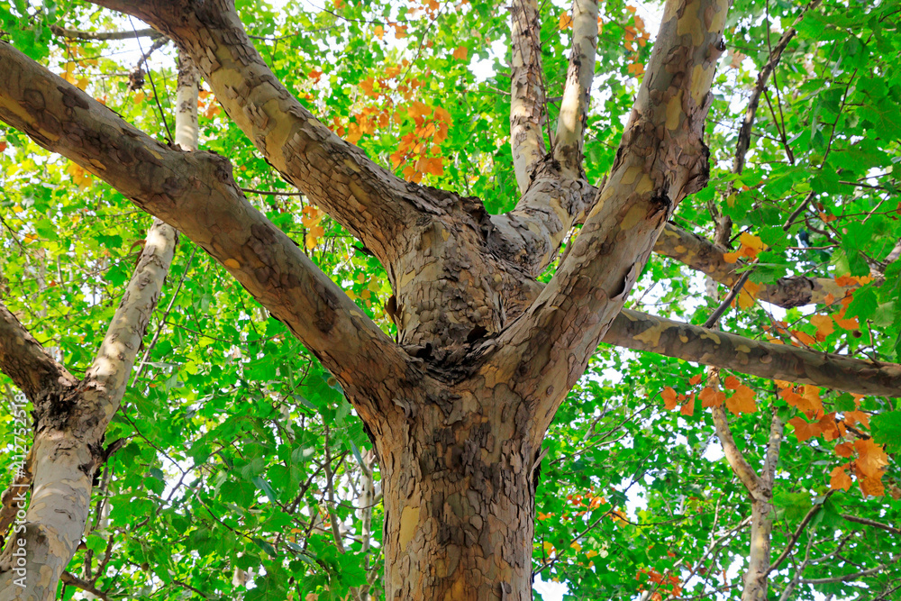 Fototapeta premium Close up photo of tree trunk of Paulownia fortunei