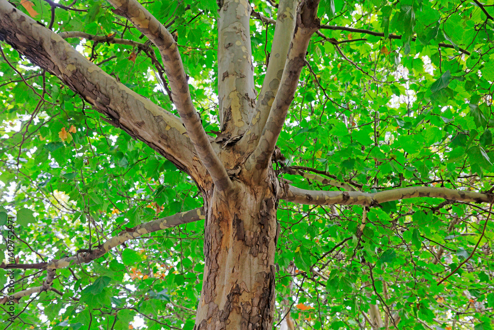 Close up photo of tree trunk of Paulownia fortunei