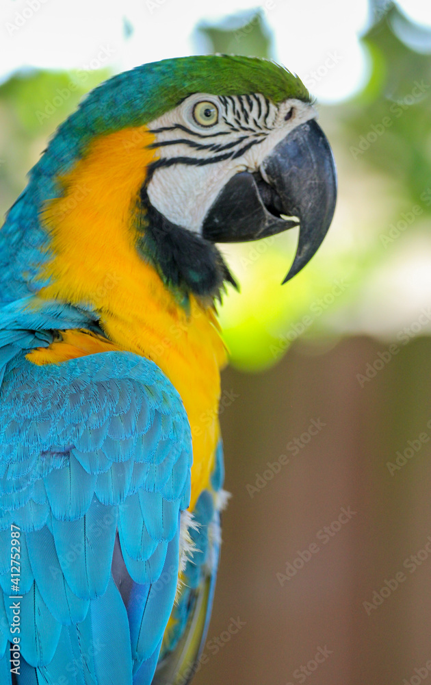 Portrait of a blue and gold macaw bird 