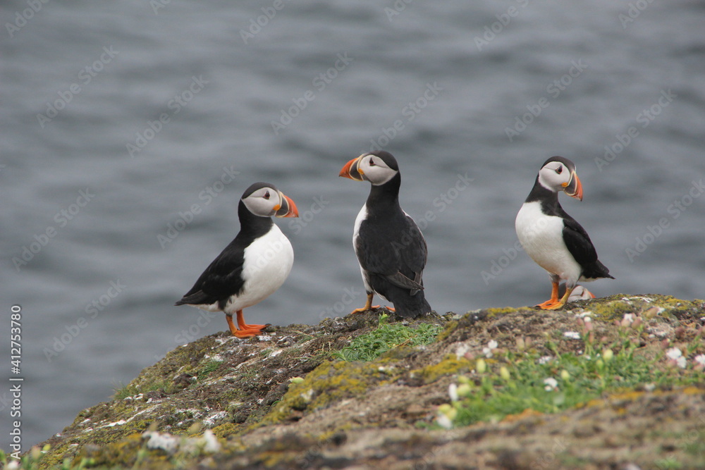 Fototapeta premium Common (Atlantic) Puffin, Isle of May, Firth of Forth, Scotland.