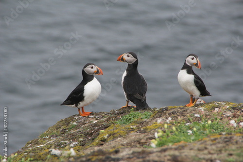 Common (Atlantic) Puffin, Isle of May, Firth of Forth, Scotland.