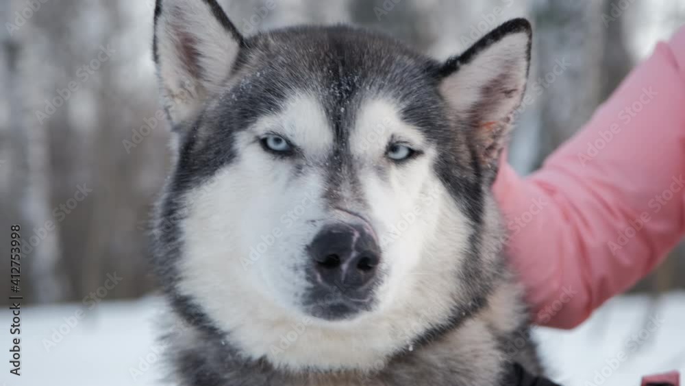 Hand of Woman Petting Alaskan Malamute Dog Sitting on a Snow in Cold Winter Day. Pets and Animals Concept Hand of Woman Petting Alaskan Malamute Dog Sitting on a Snow in Cold Winter Day. Pets and Animals Concept