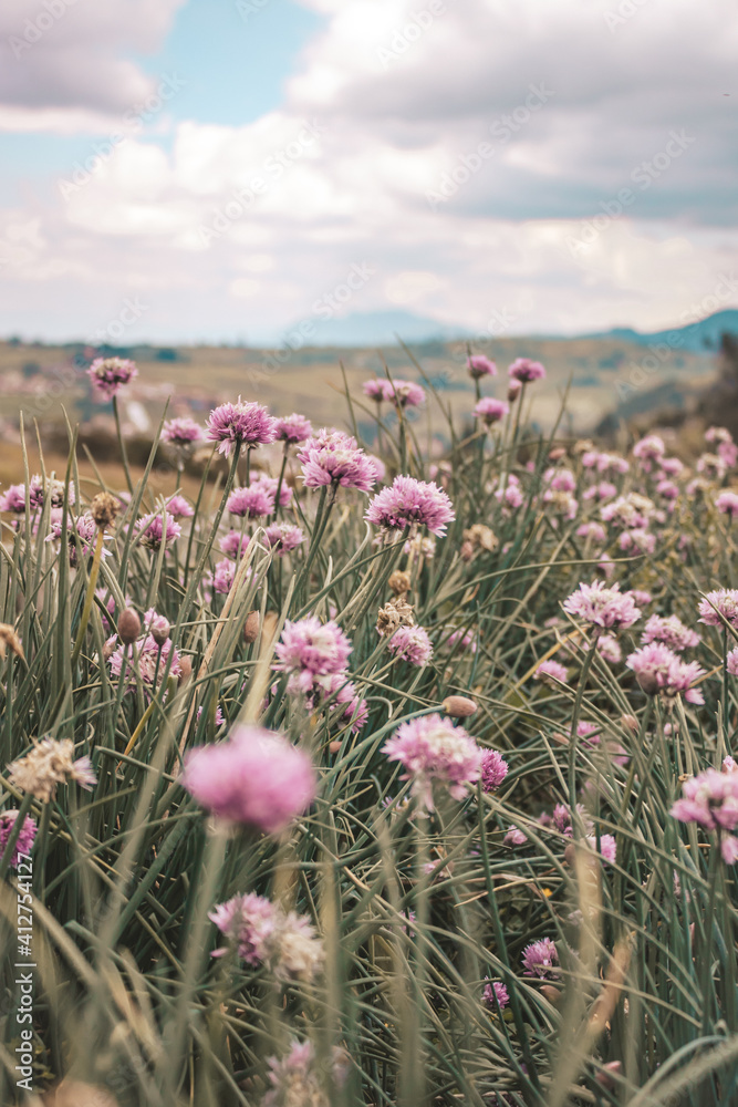 field of purple flowers against a blue sky field of purple flowers against a blue sky