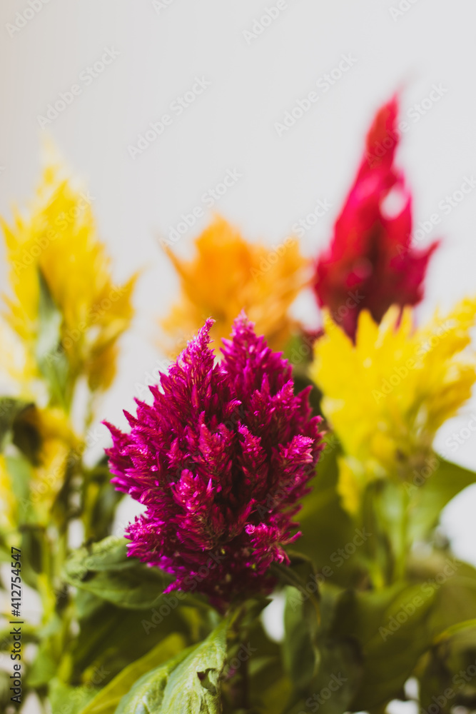 Obraz premium colorful closeup of flowers 