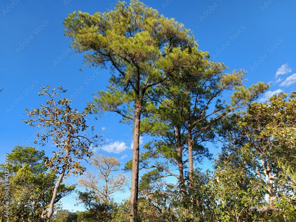 Obraz premium pine tree in the mountains