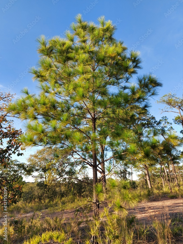 Obraz premium pine tree in the mountains