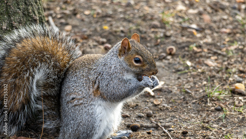 squirrel eating nut