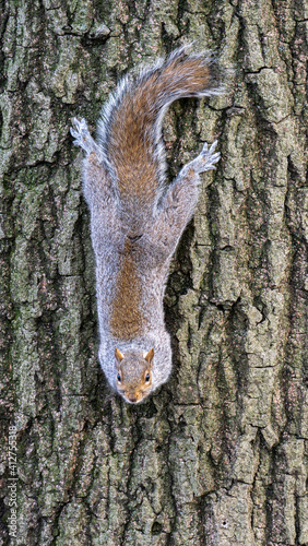 Squirrel on a tree trunk