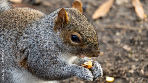 Squirrel eating nut