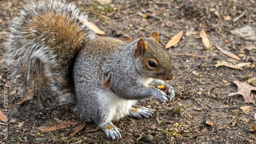 squirrel eating nut