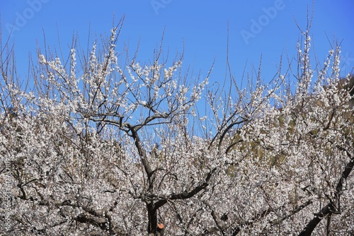 In Japan, Japanese apricot blossoms are in full bloom in February. © tamu