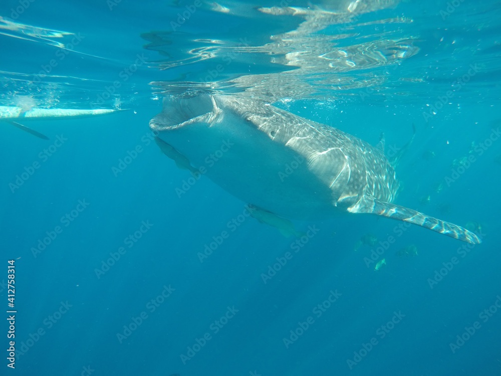 Naklejka premium Whale Shark Adventures, Shot on GoPro!