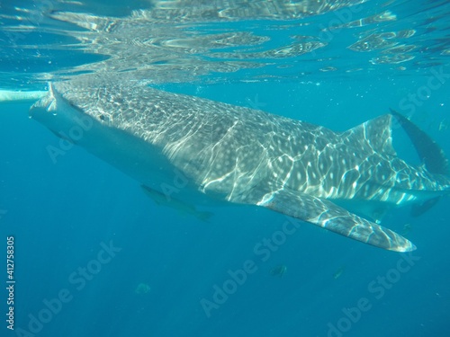 Whale Shark Adventures, Shot on GoPro!