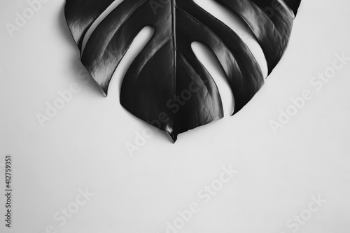 Monstera palm black leaf on white background