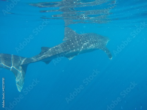 Shot on GoPro, Whale Shark Adventures in the Philippines!  © Jayren