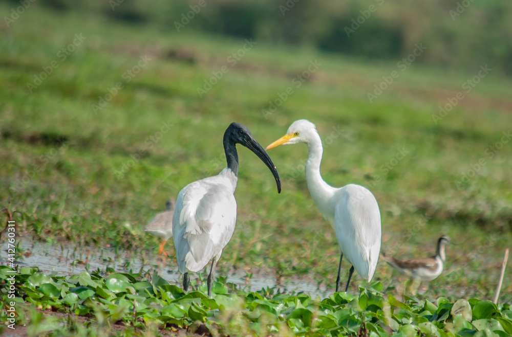 Fototapeta premium white ibis in the grass