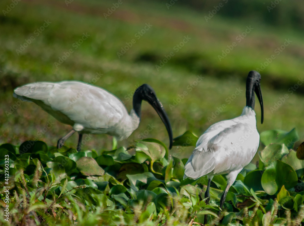 Fototapeta premium white ibis in the grass