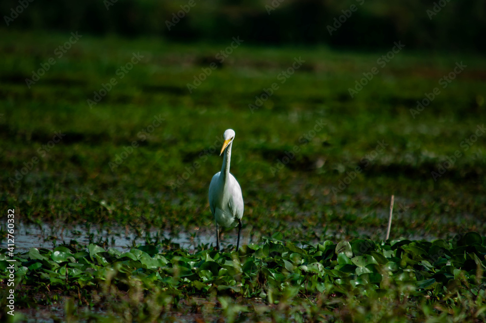 Fototapeta premium white heron in the grass