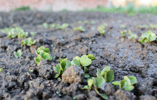 The early germination of radish