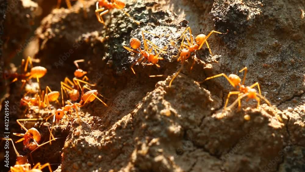 Ants climbing on tree branch , outdoor  Chiangmai Thailand