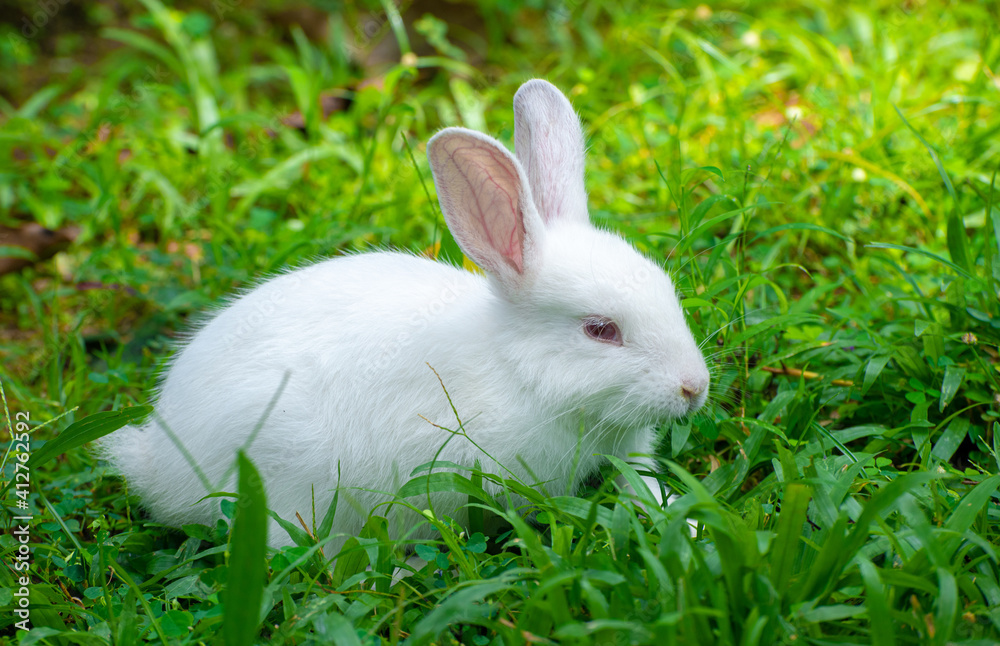 Cute and cuddly albino bunny rabbit baby on the grass field, Got red eyes and long eye lashes, Long ears up, Light passing through the long ears and pink veins clearly visible. Cute and cuddly albino bunny rabbit baby on the grass field, Got red eyes and long eye lashes, Long ears up, Light passing through the long ears and pink veins clearly visible.