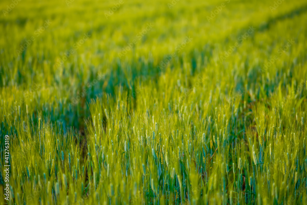 Green wheat at agriculture field