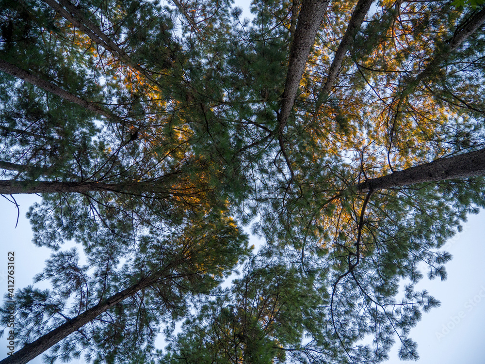 Fototapeta premium Arboles vistos desde abajo