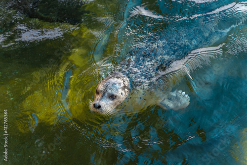 Seal nerpa swims in the pool at Six Flags Discovery Kingdom.	