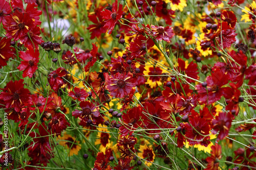 Very beautiful coreopsis with claret flowers grows and blossoms in a flower bed. All flowers wet after a rain.