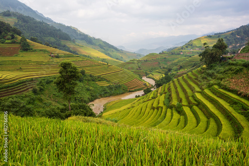 Terraced rice paddy field landscape of Mu Cang Chai  Yenbai  Northern Vietnam