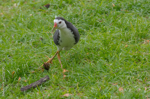 Derpy walk of a white breasted waterhen photo