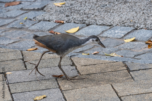 White breasted waterhen walking along a brick pathway photo