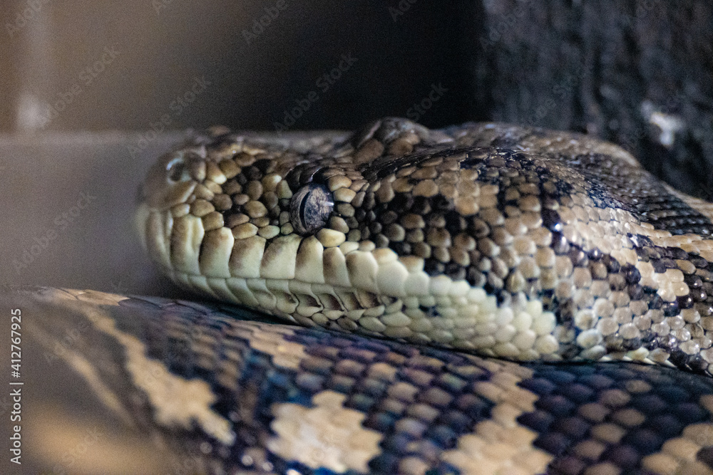 close up of a python close up of a python
