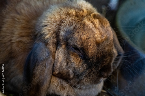 rabbit in a cage