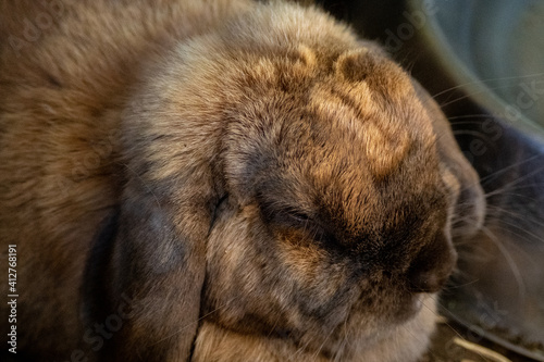 brown rabbit in a blanket