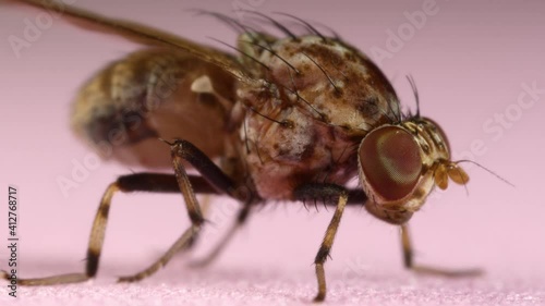 Microscope macro of insect small fruit flies Drosophila. Pest to agriculture