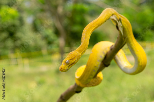 Yellow small snake on a green yard and wood branch