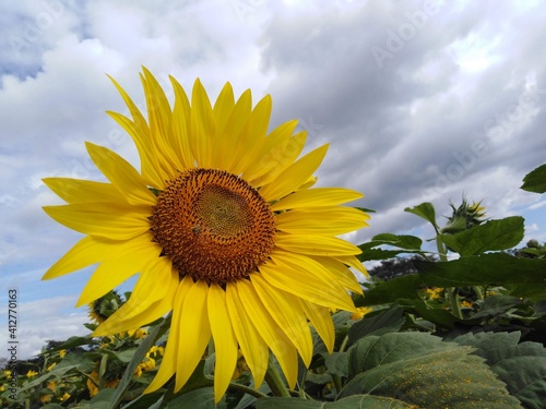 girasol sigue el sol