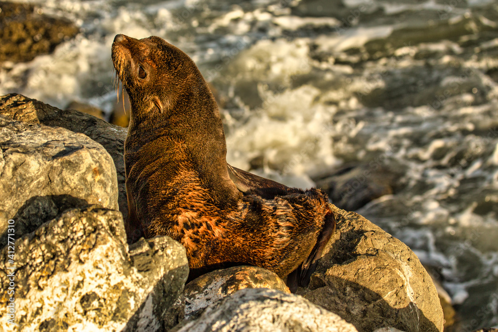 Baby native New Zealand fur seal just woken from his sleep on the rocks at the Kaikoura coast Baby native New Zealand fur seal just woken from his sleep on the rocks at the Kaikoura coast